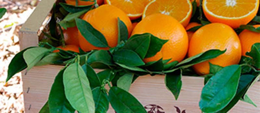 # *Cómo Elegir un Proveedor de Cítricos de Calidad para tu Negocio* 🍊