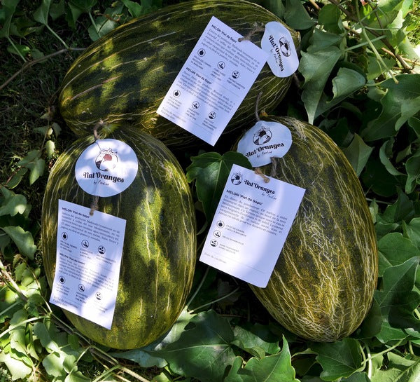 Piel de sapo melon piece 3 kg approximate weight