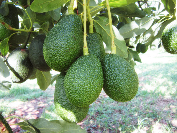 AVOCADOS-€/unit (200g approx.)