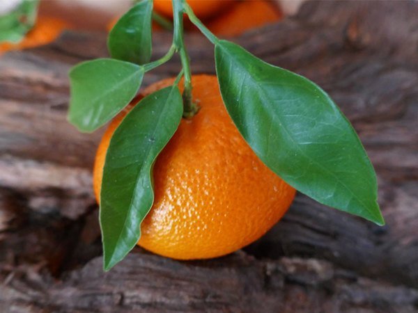MANDARIN ORANGE