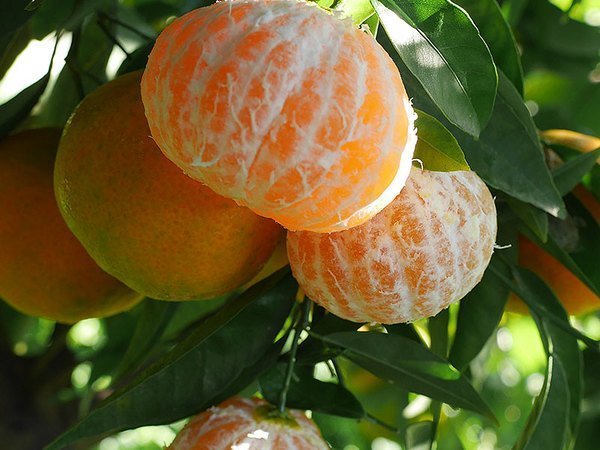 TANGERINES
