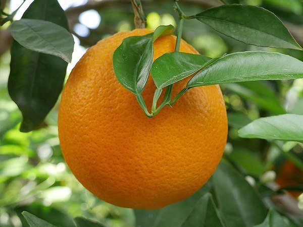 NARANJAS DE ZUMO