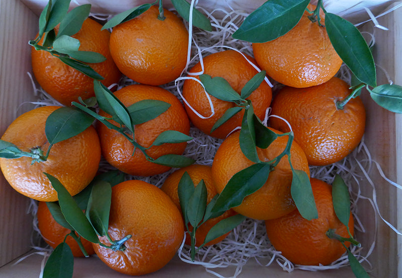 Consejos de Perdine para el almacenamiento y conservación de naranjas y clementinas recién recogidas